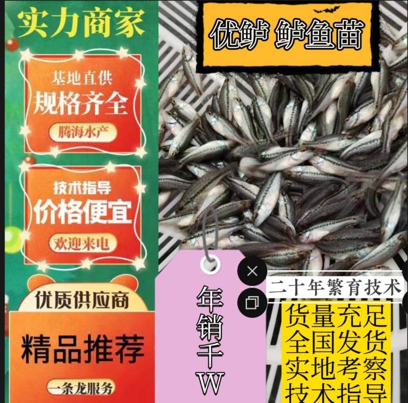 【鲈鱼苗】加州鲈鱼苗海鲈鱼苗-全程已经训化吃饲料价格实惠