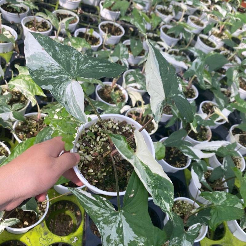 白锦合果芋锦叶绿植雨林网红热植耐阴盆栽室内观叶好养家居
