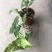 白锦合果芋锦叶绿植雨林网红热植耐阴盆栽室内观叶好养家居
