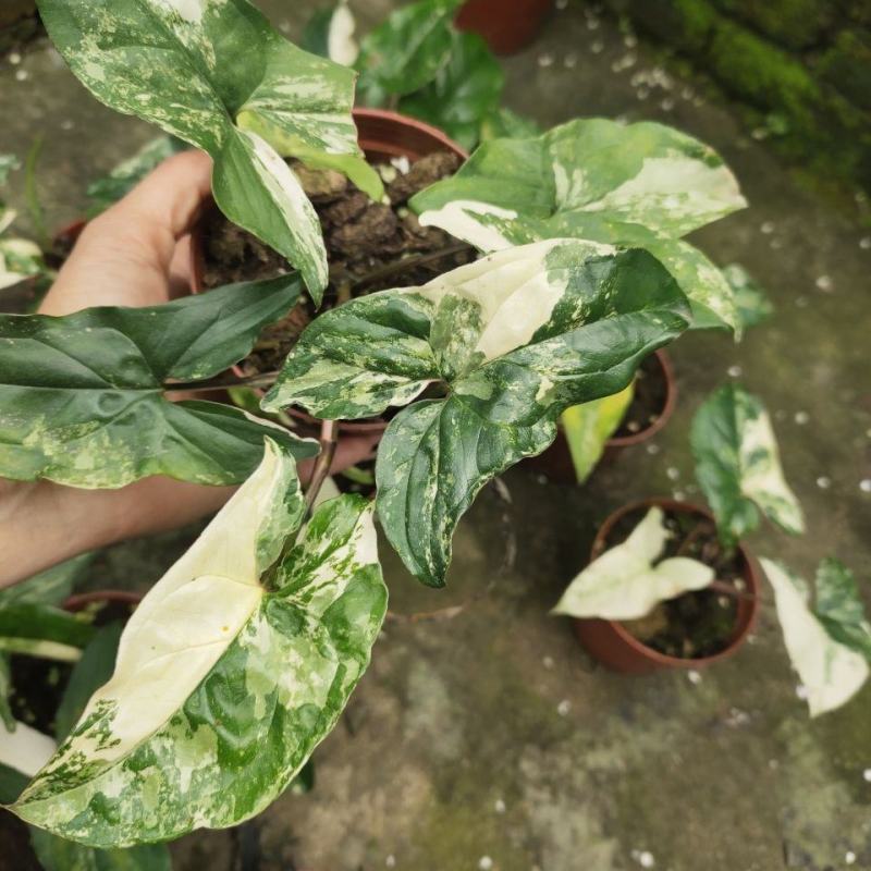 白锦合果芋锦叶绿植雨林网红热植耐阴盆栽室内观叶好养家居