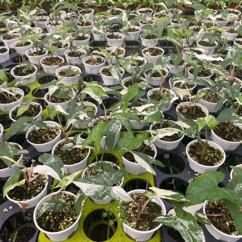 白锦合果芋锦叶绿植雨林网红热植耐阴盆栽室内观叶好养家居