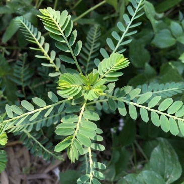 叶下珠珍珠草野生中草药材药用花卉绿植物庭院室内阳台
