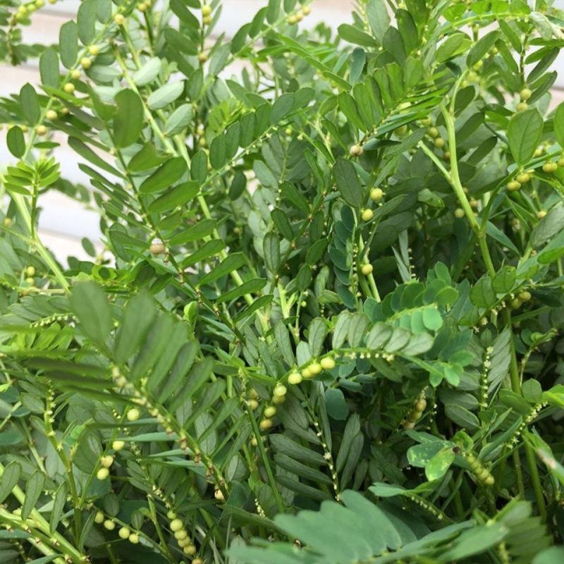 叶下珠珍珠草野生中草药材药用花卉绿植物庭院室内阳台