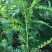 叶下珠珍珠草野生中草药材药用花卉绿植物庭院室内阳台