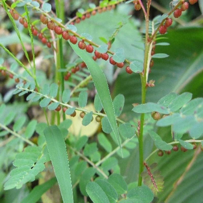 叶下珠珍珠草野生中草药材药用花卉绿植物庭院室内阳台