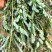 叶下珠珍珠草野生中草药材药用花卉绿植物庭院室内阳台