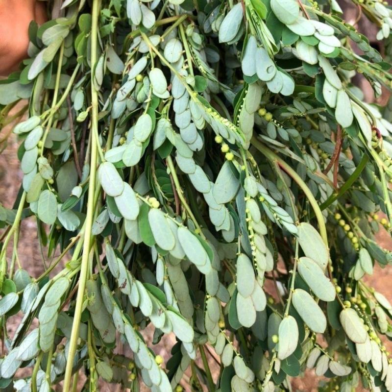 叶下珠珍珠草野生中草药材药用花卉绿植物庭院室内阳台