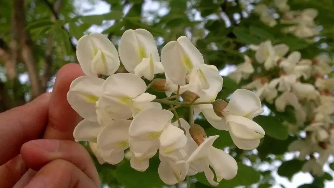 白色百合在阳光下的特写