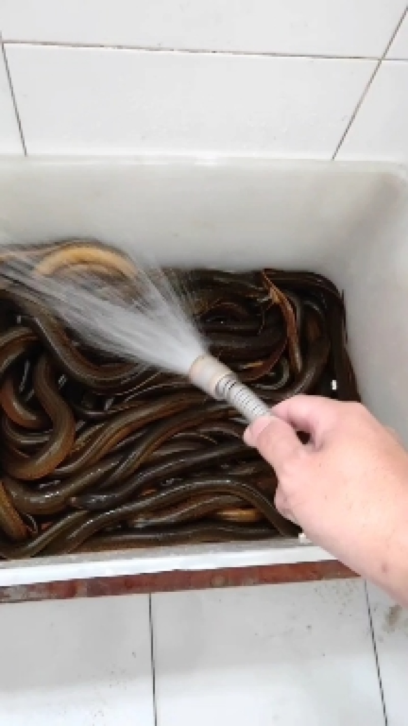 纯土鳝鱼。假一赔十。