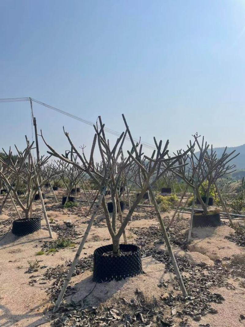 红花鸡蛋花福建漳州批发基地量大从优欢迎选购