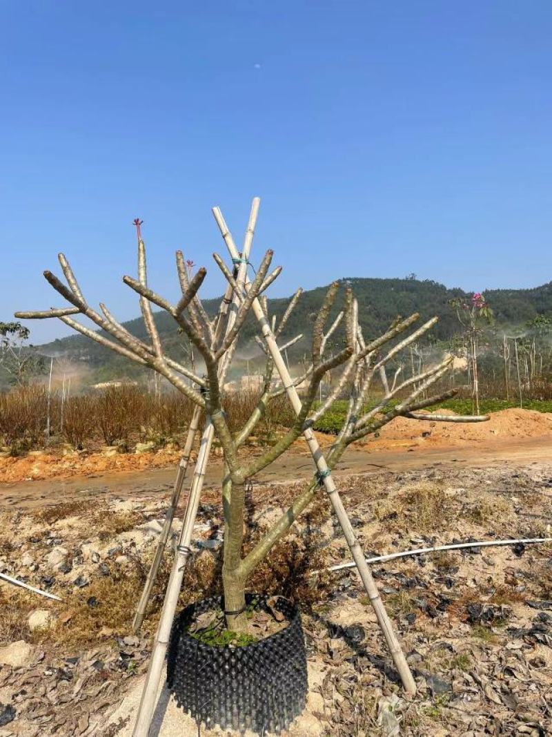 红花鸡蛋花福建漳州批发基地量大从优欢迎选购