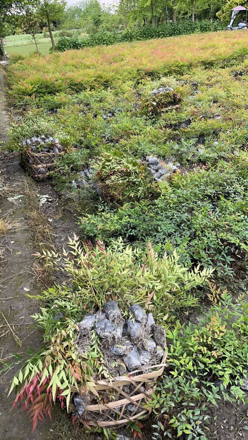 南天竹价格低，成都南天竹基地，南天竹自家苗圃