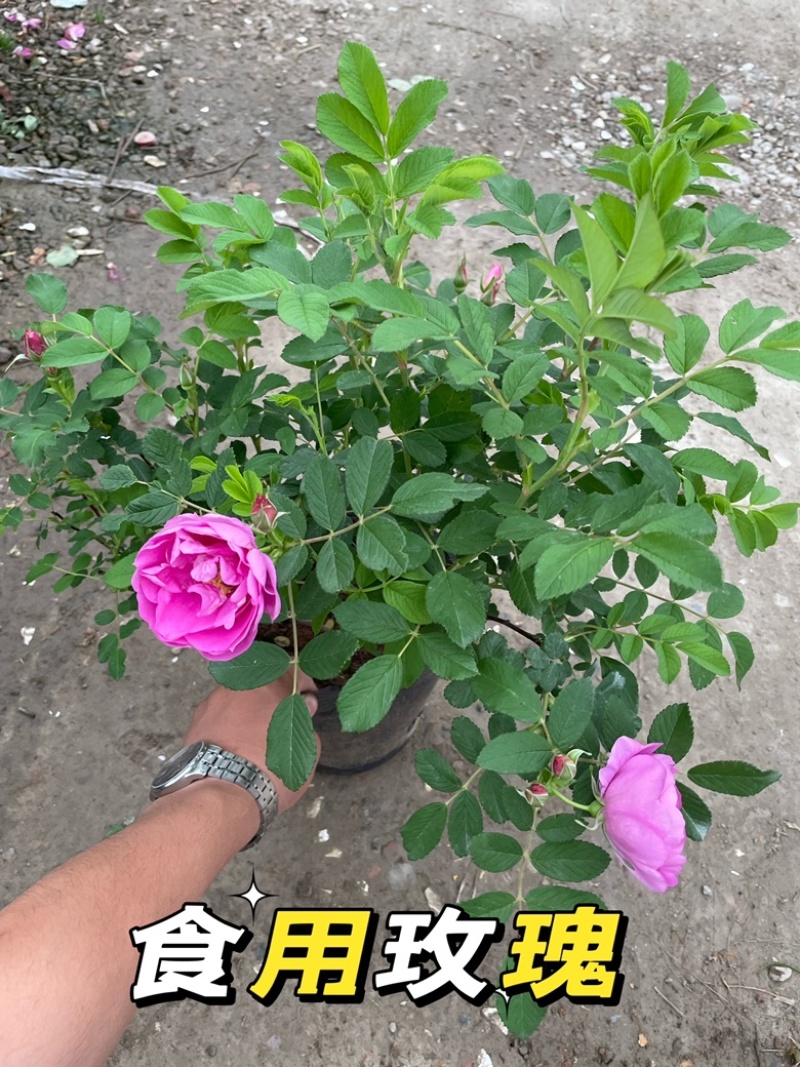 大花月季丰花月季欧洲月季玫瑰花