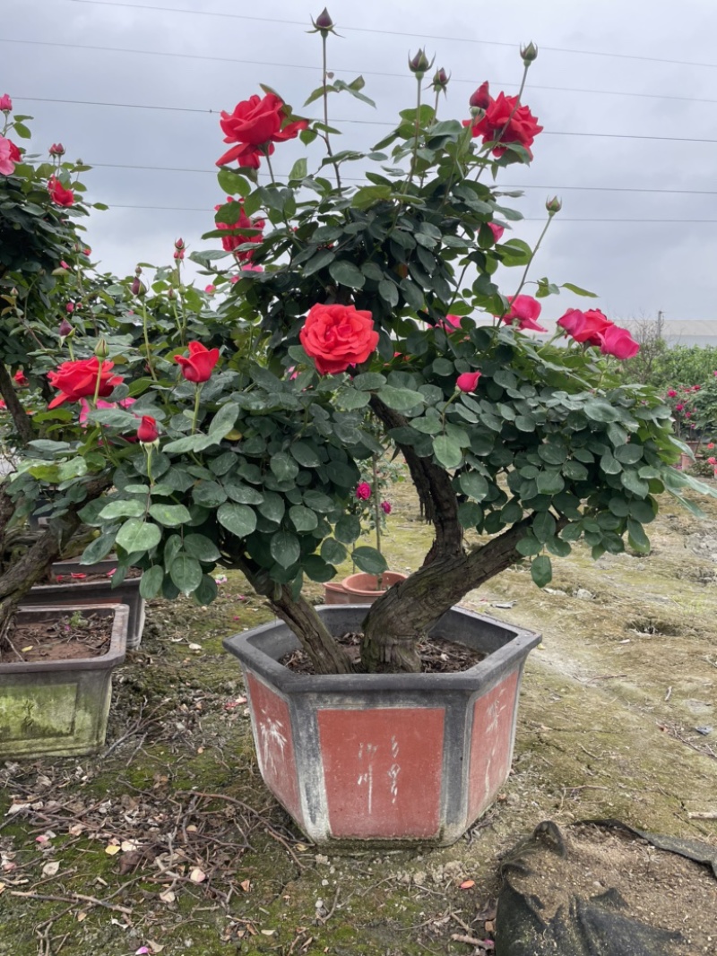 大花月季丰花月季欧洲月季玫瑰花