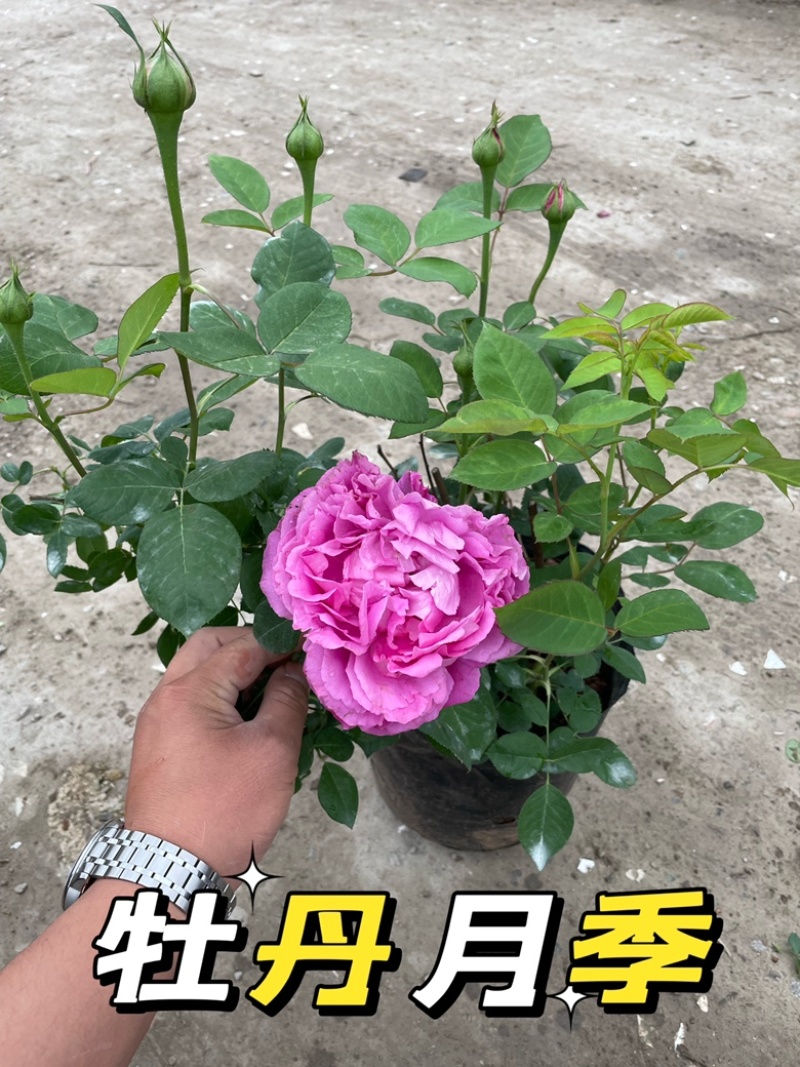 大花月季丰花月季欧洲月季玫瑰花