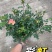 大花月季丰花月季欧洲月季玫瑰花