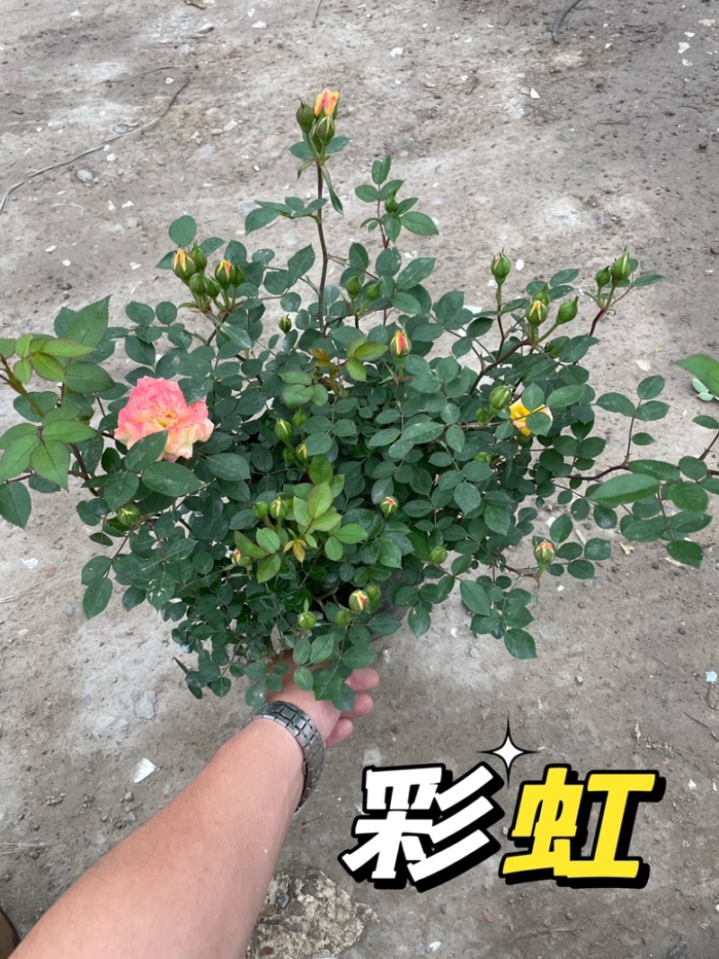 大花月季丰花月季欧洲月季玫瑰花