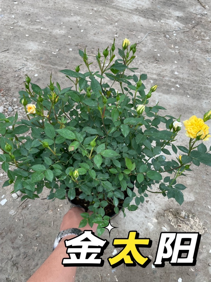 大花月季丰花月季欧洲月季玫瑰花