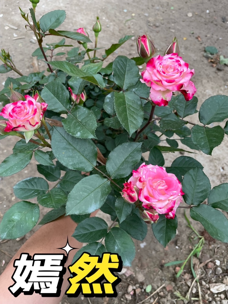 大花月季丰花月季欧洲月季玫瑰花