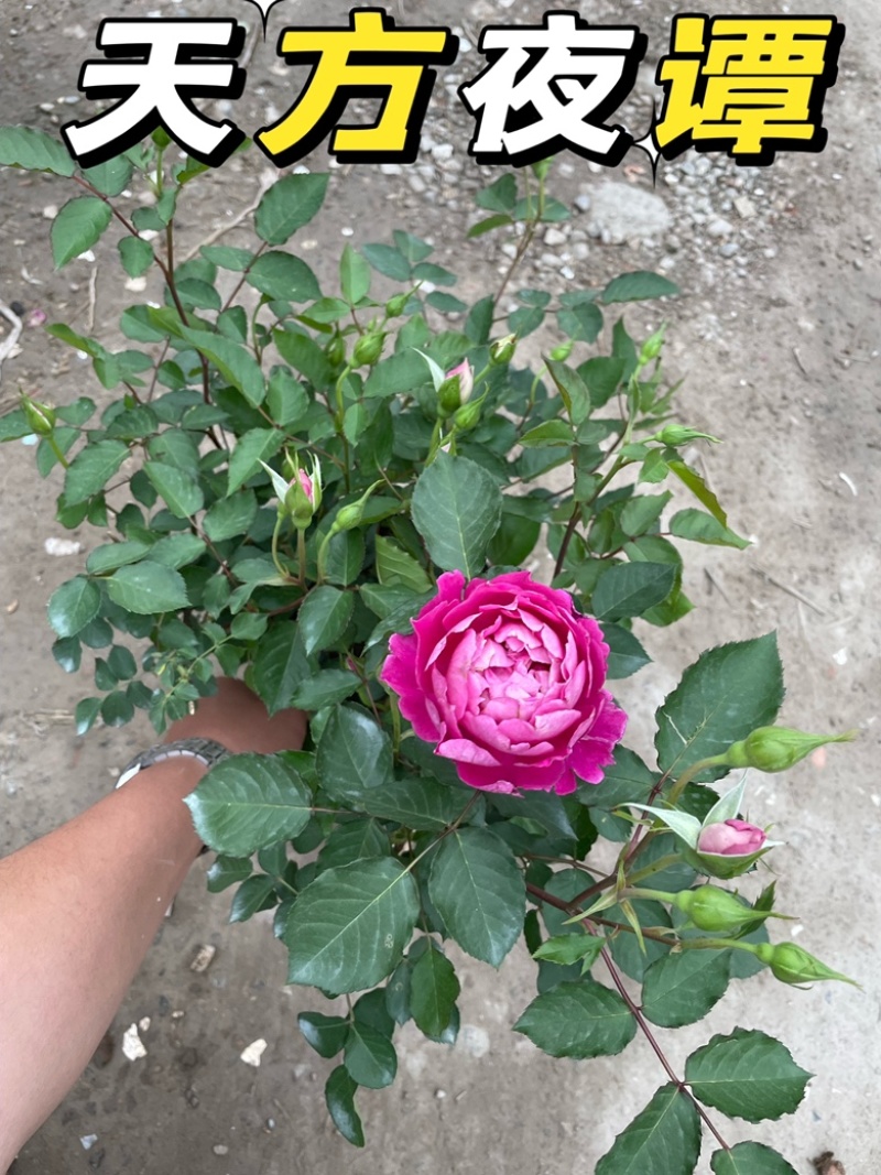大花月季丰花月季欧洲月季玫瑰花