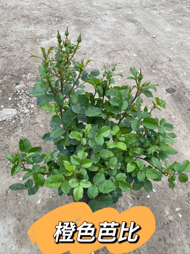 大花月季丰花月季欧洲月季玫瑰花