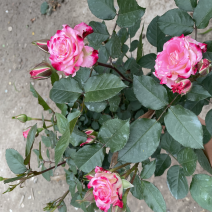 大花月季丰花月季欧洲月季玫瑰花