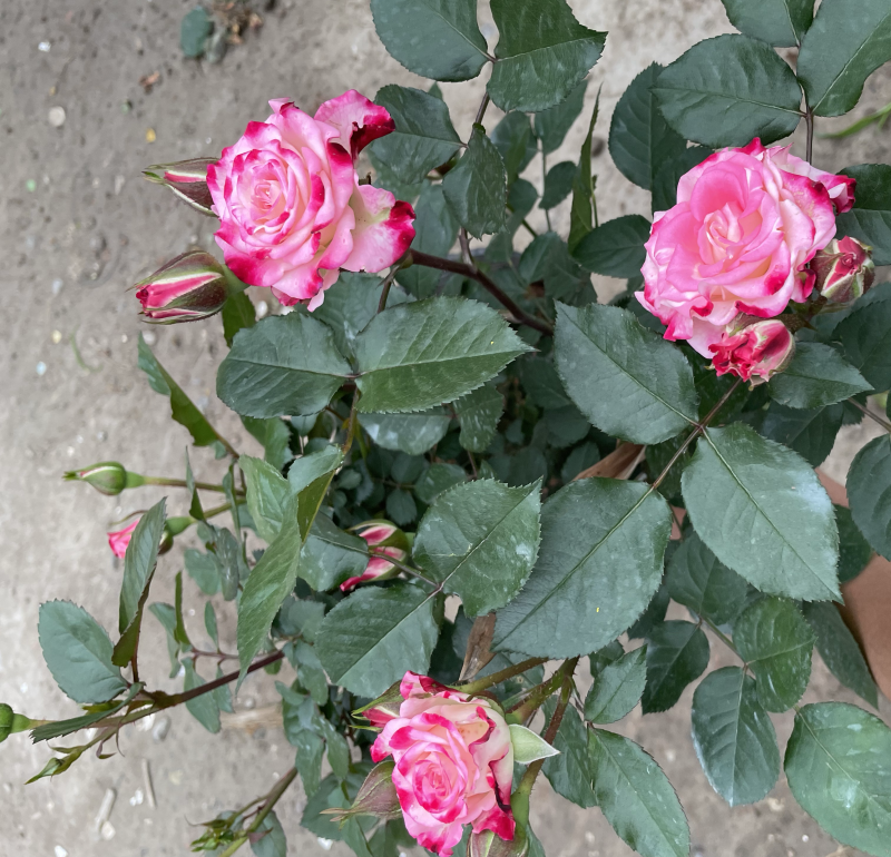 大花月季丰花月季欧洲月季玫瑰花