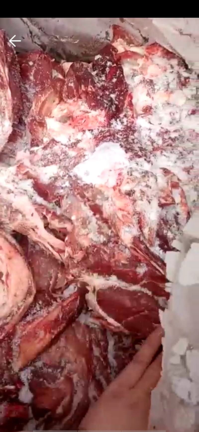 鲜冻牛肉，国产纯干牛肉牛前牛后，精修去油去筋