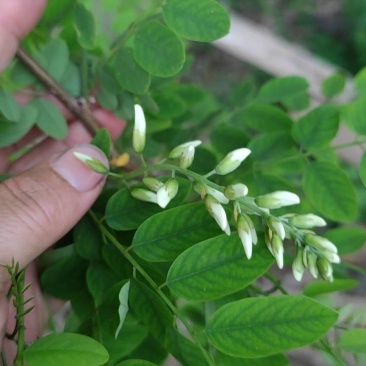 干槐花，干洋槐花，野生产地直销，绿色无污染，河南省汝州市