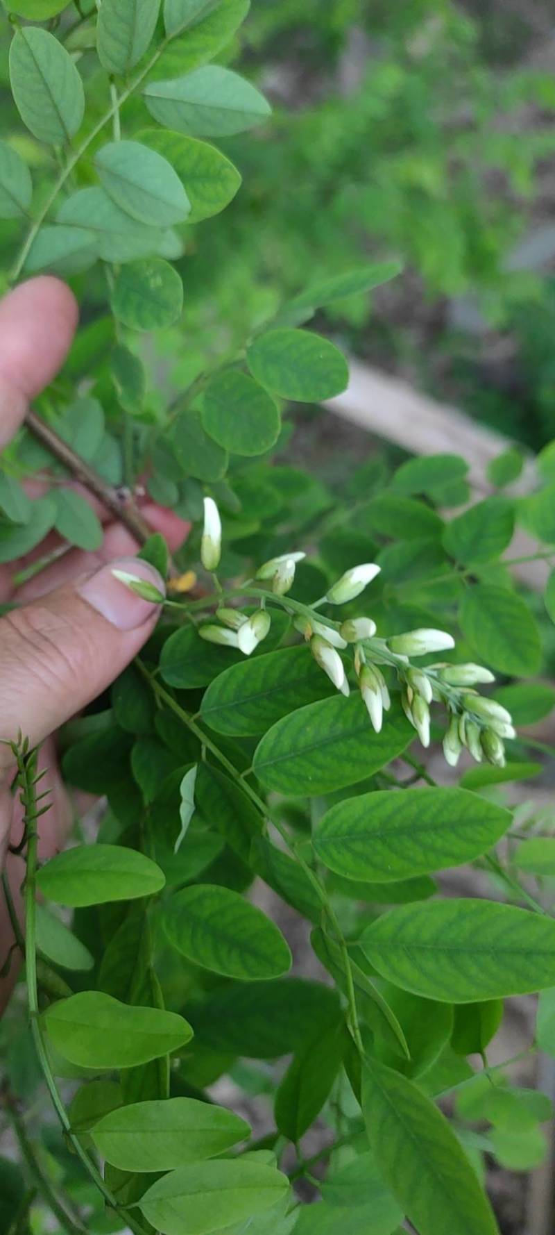 干槐花，干洋槐花，野生产地直销，绿色无污染，河南省汝州市
