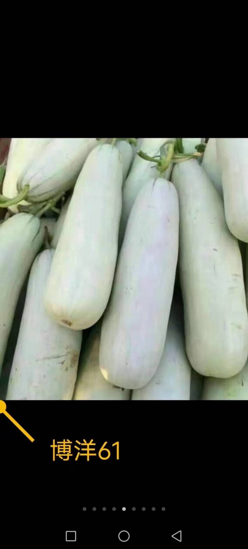 精品翠瓜