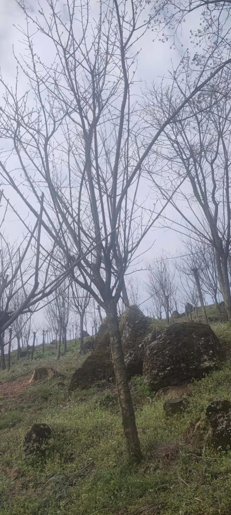 晚樱，成都郫县日本晚樱种植基地长年出售规格齐全
