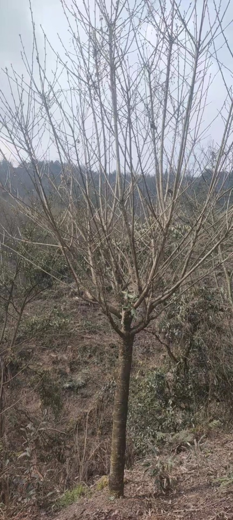 晚樱，成都郫县日本晚樱种植基地长年出售规格齐全