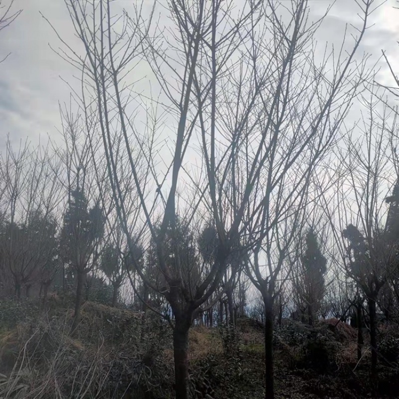 晚樱，成都郫县日本晚樱种植基地长年出售规格齐全