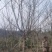 晚樱，成都郫县日本晚樱种植基地长年出售规格齐全