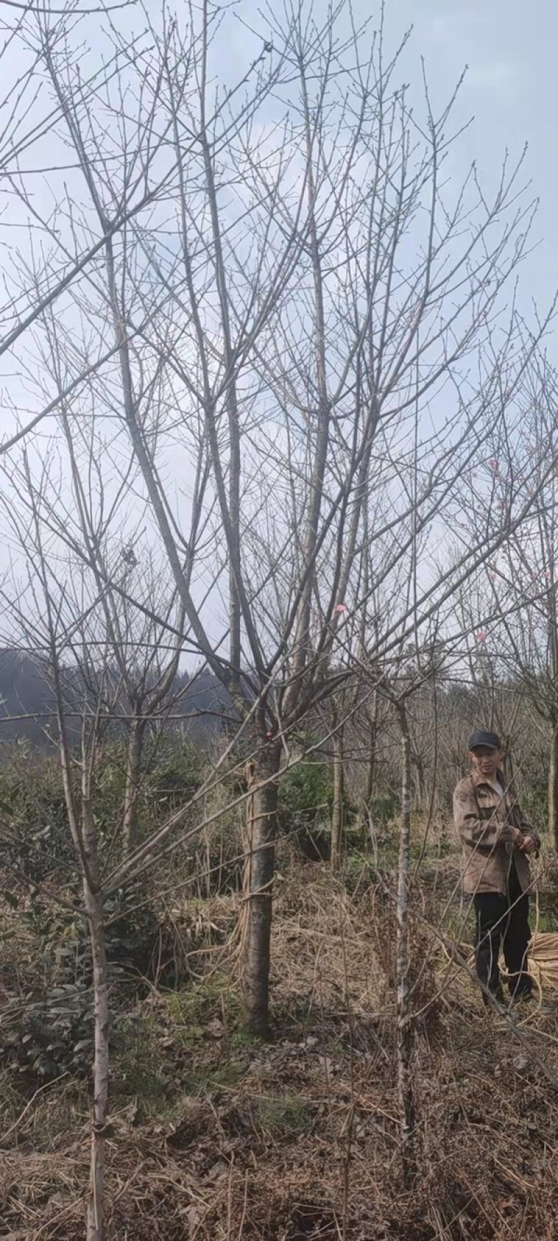 晚樱，成都郫县日本晚樱种植基地长年出售规格齐全