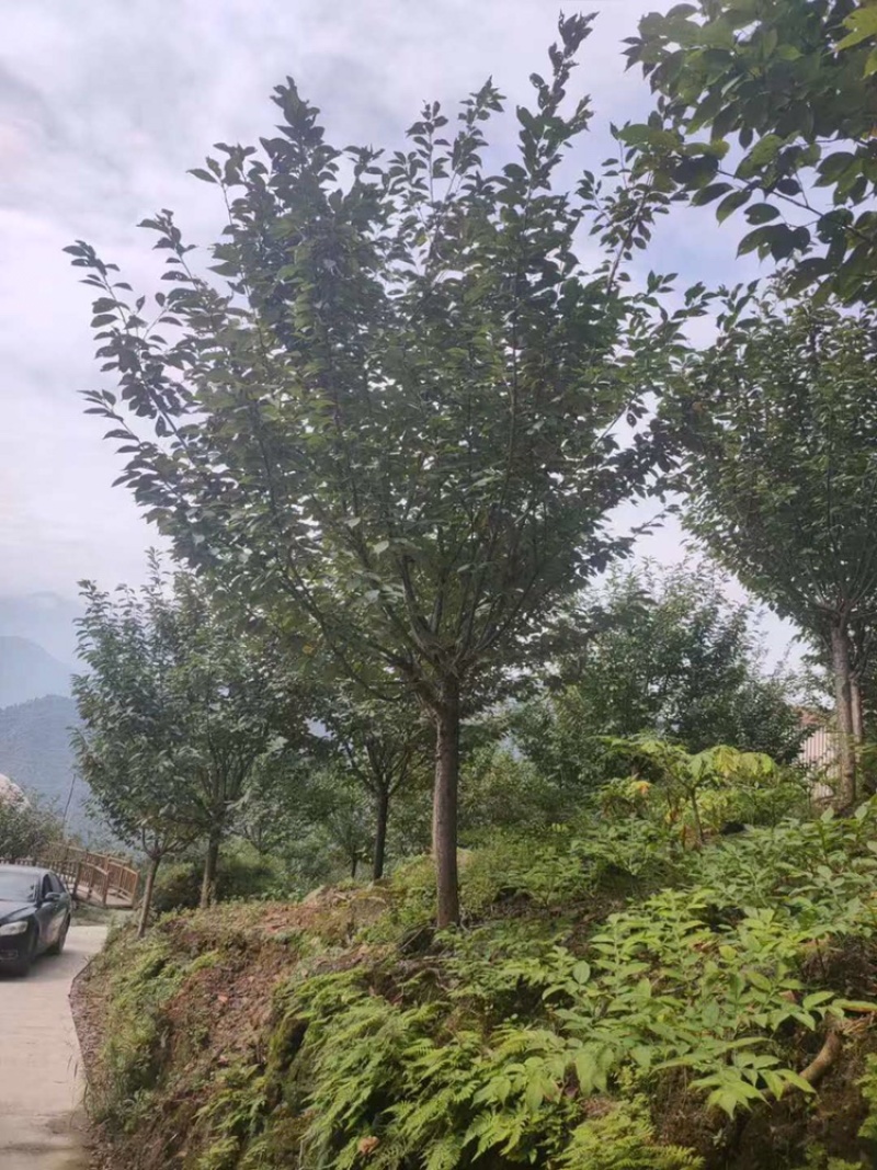 晚樱，成都郫县日本晚樱种植基地长年出售规格齐全