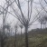 晚樱，成都郫县日本晚樱种植基地长年出售规格齐全