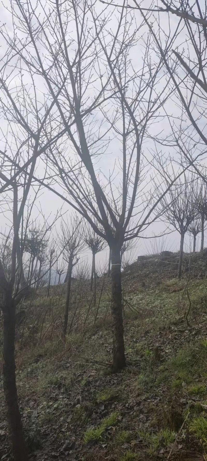 晚樱，成都郫县日本晚樱种植基地长年出售规格齐全