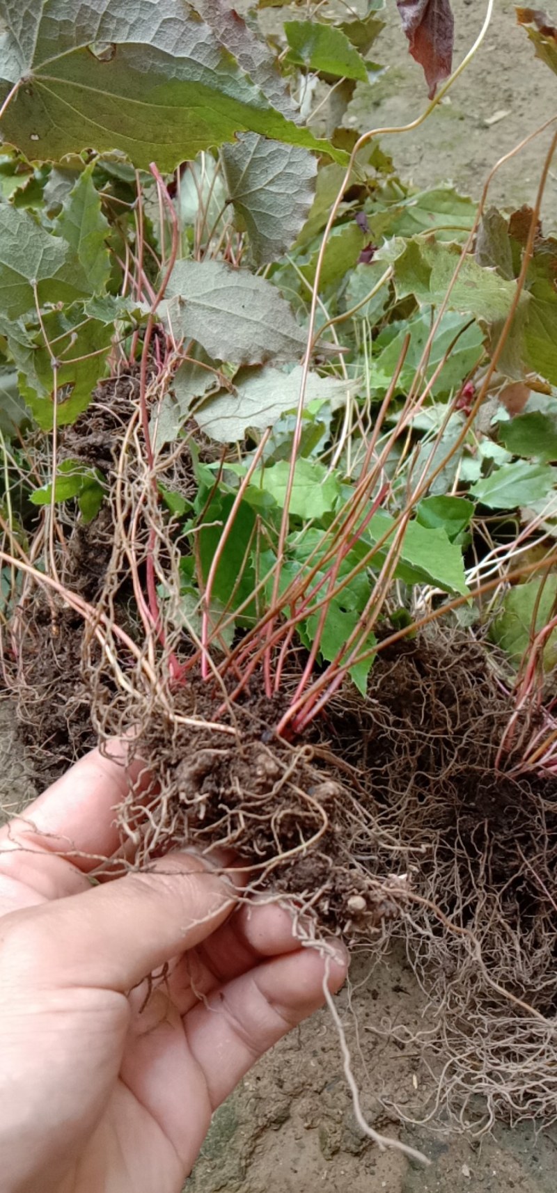 甘肃陇南高含量柔毛淫羊藿种苗，需要的种植的老板联系