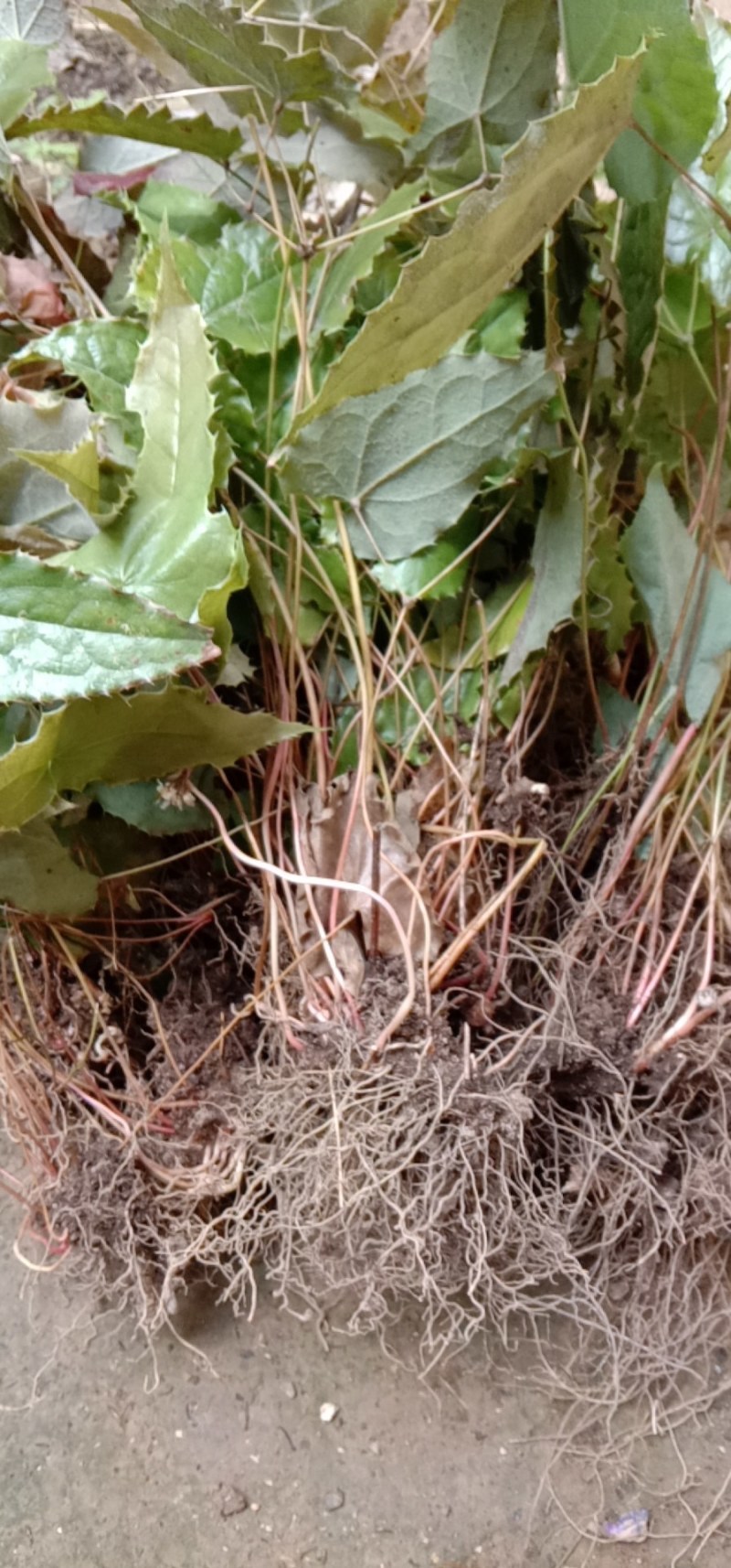 甘肃陇南高含量柔毛淫羊藿种苗，需要的种植的老板联系