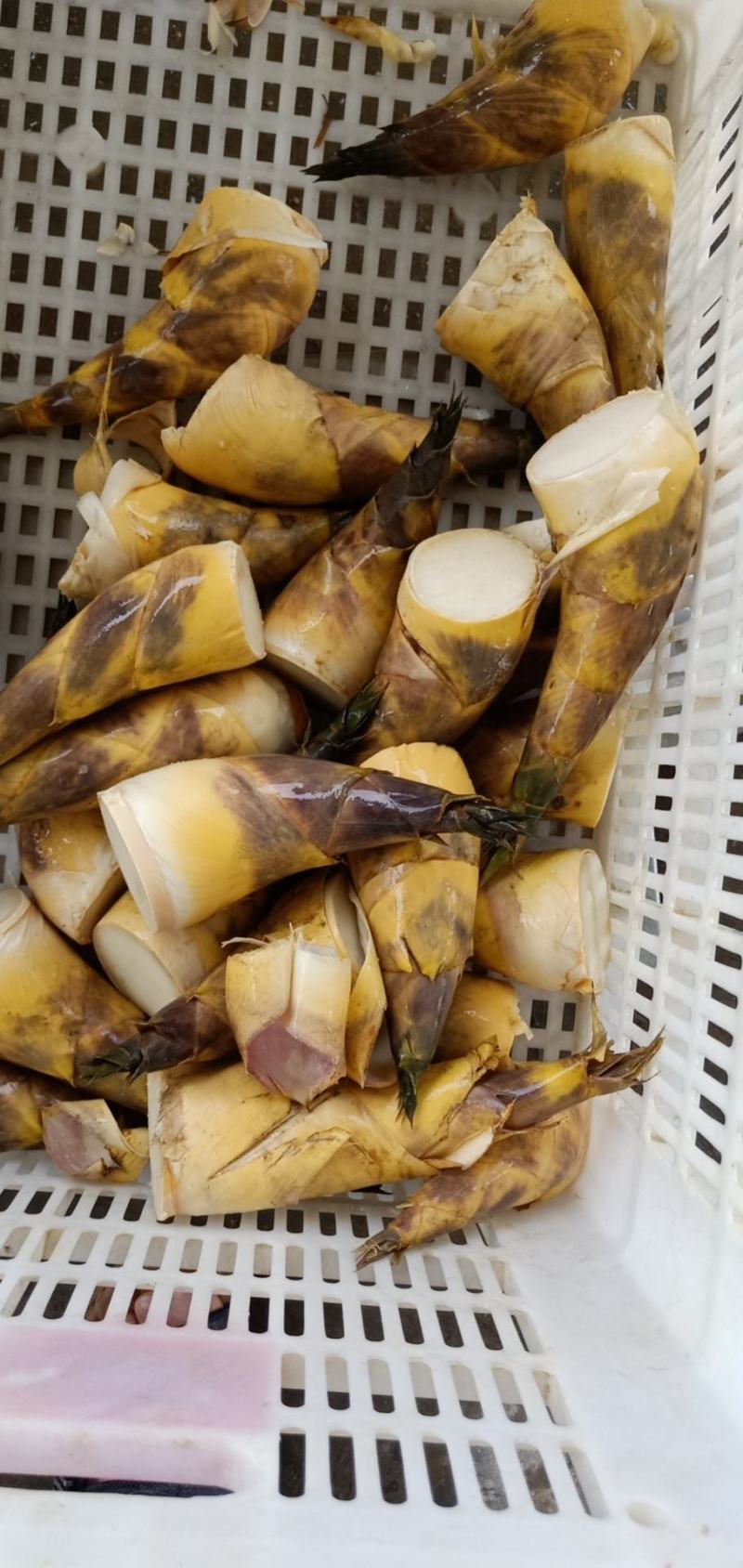 马蹄笋产地直销，价钱实惠，货源充足，欢迎采购