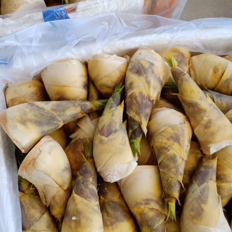 马蹄笋产地直销，价钱实惠，货源充足，欢迎采购