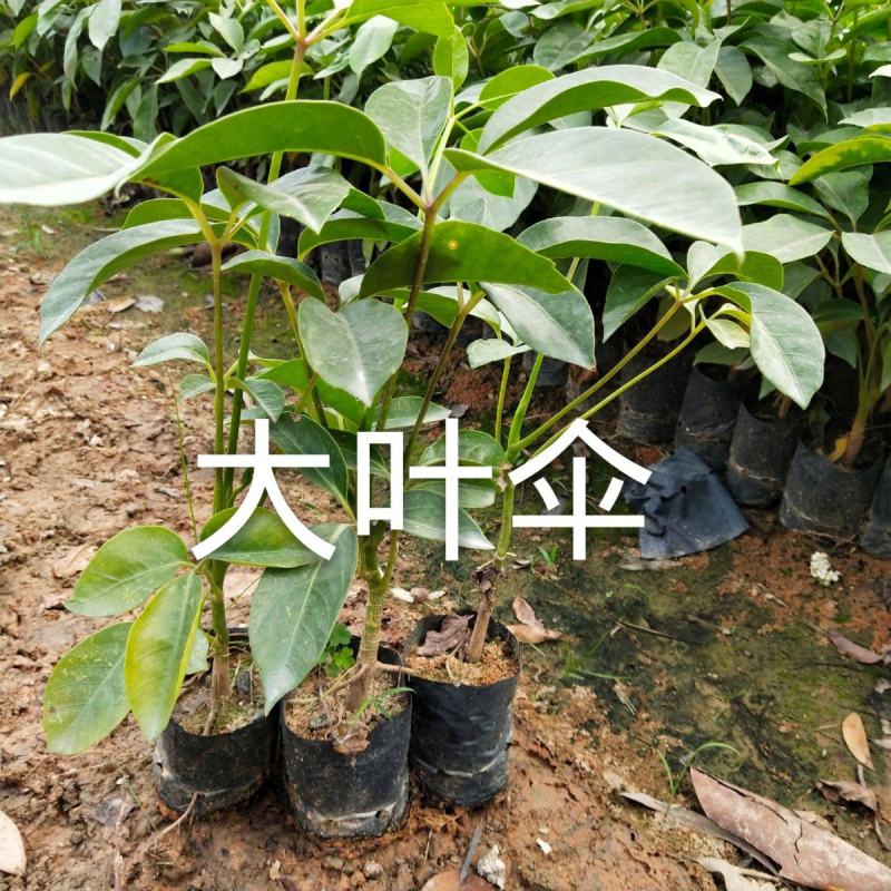 大叶伞树苗阴生苗室内外盆栽地栽小苗道路工程绿化行道