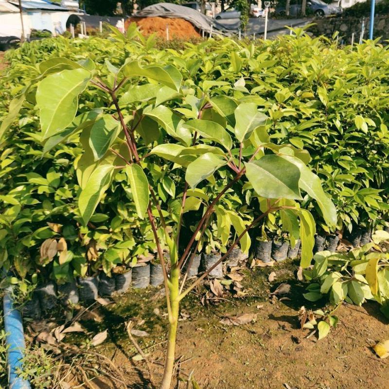 大叶伞树苗阴生苗室内外盆栽地栽小苗道路工程绿化行道