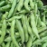 新品种大蚕豆鲜胡豆优等品诚信交易，固定发车