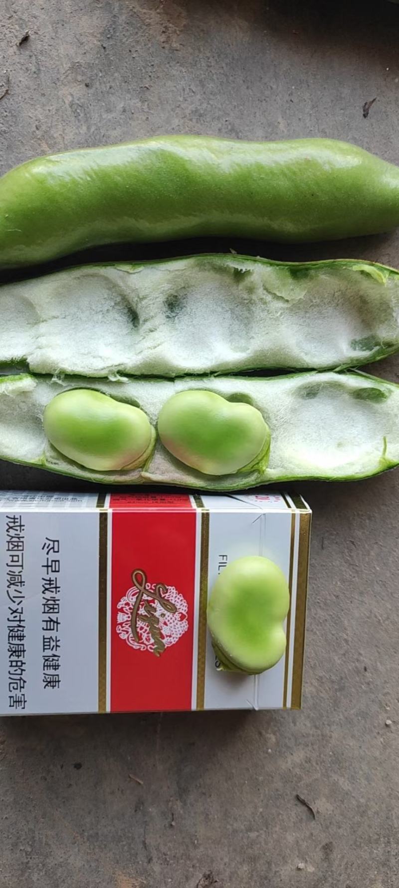 新品种大蚕豆鲜胡豆优等品诚信交易，固定发车