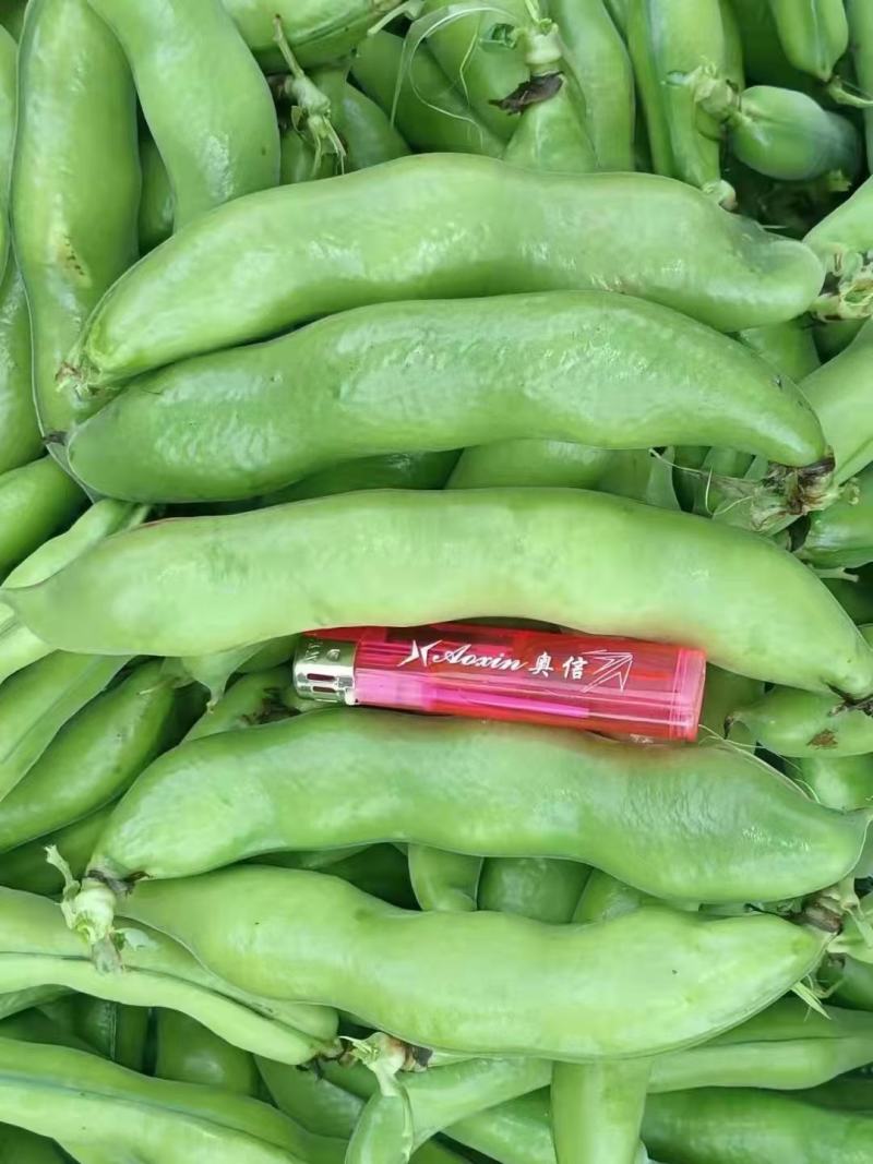 新品种大蚕豆鲜胡豆优等品诚信交易，固定发车