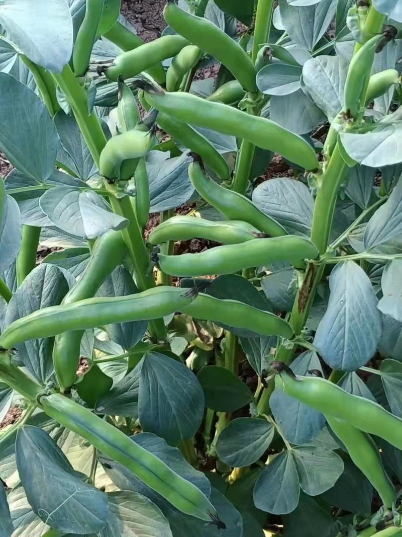 新品种大蚕豆鲜胡豆优等品诚信交易，固定发车