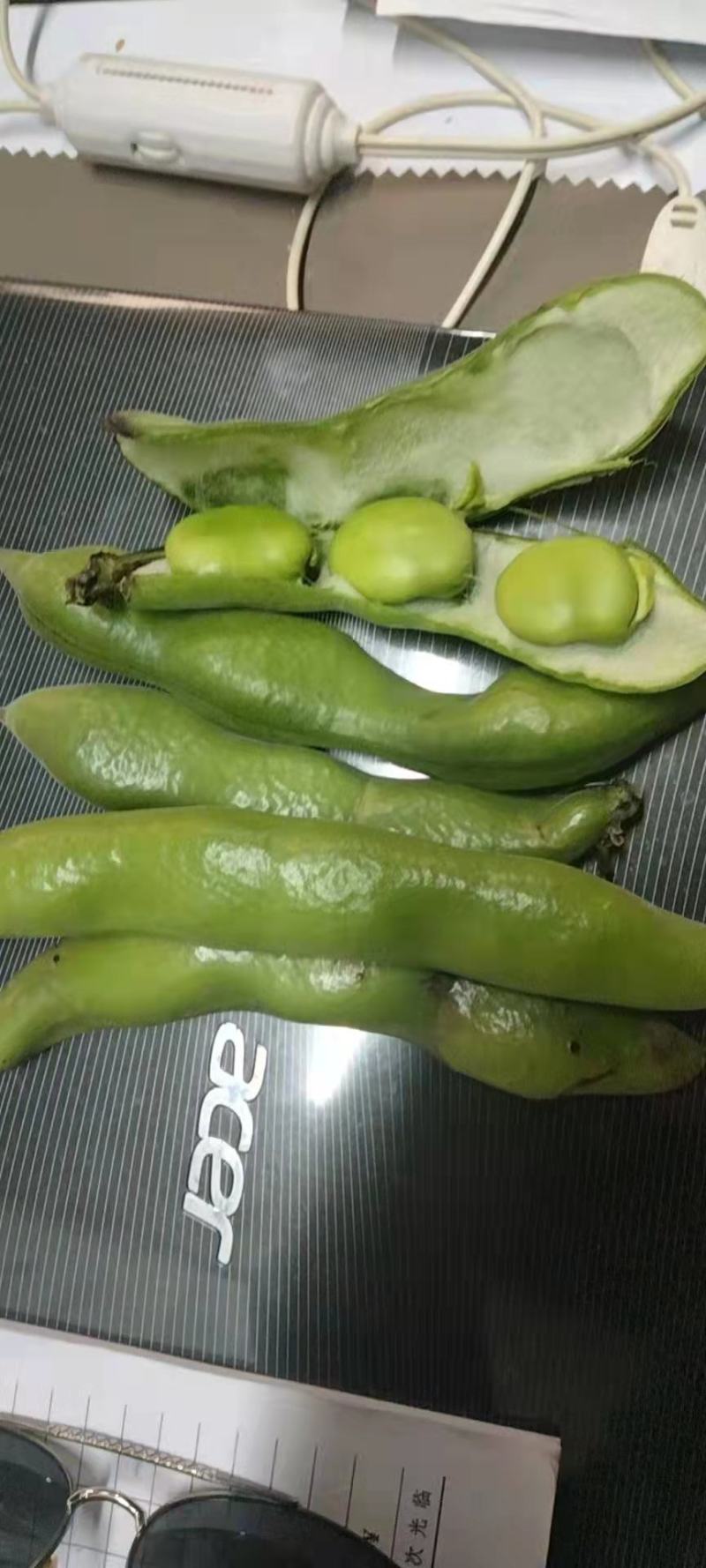 新品种大蚕豆鲜胡豆优等品诚信交易，固定发车